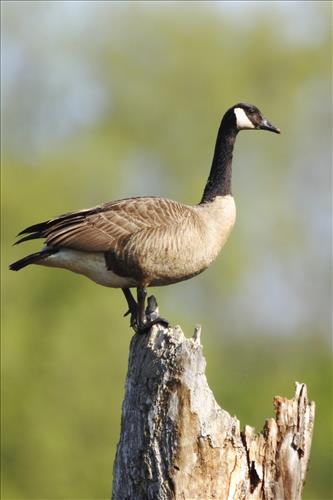 Canada goose in Cuyahoga Valley National Park