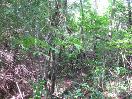 GRSM Accuracy Assessment. Plot Code: GRSM_AA_0377_5