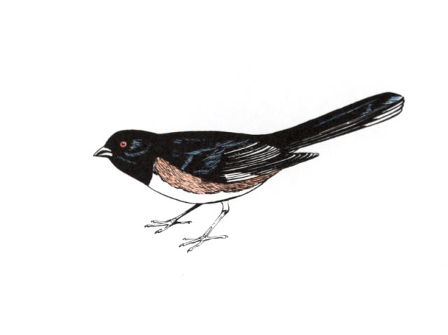 an Eastern towhee