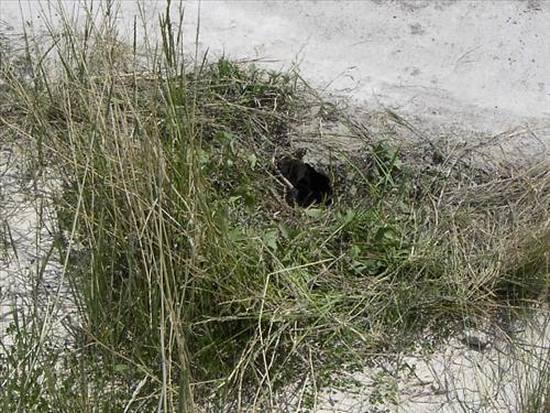 BADL_Sheep_Mountain_Road-South_Unit_02