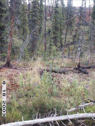 Wolf Survey, Denali, 2003