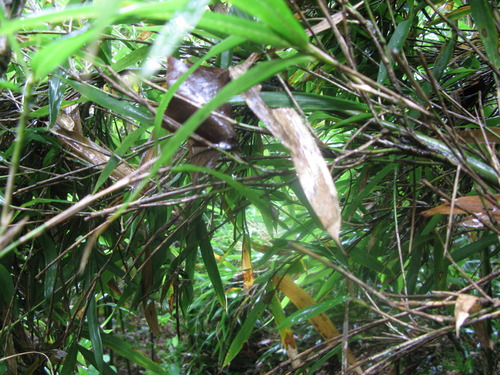 Plot Code: GRSM_AA_0482_4