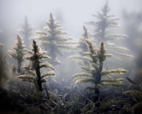 A photograph of small grasses growing.