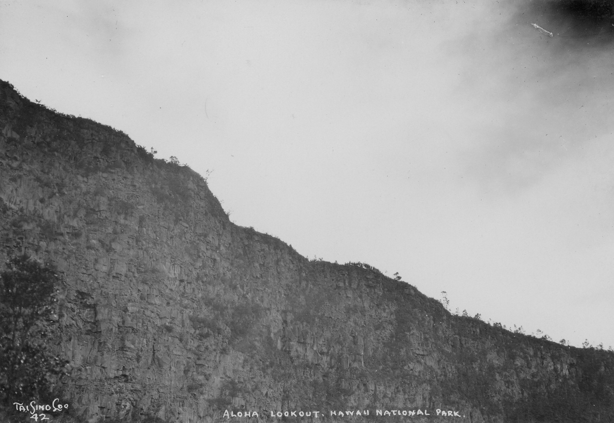 Black and white photograph of a tree line on a elevated ridge taken from below. The ridge is flat and comprised almost entirely of stone, stretching the length of the photograph. The tree line begins at the upper left corner and slopes down towards the bottom right corner. “Tai Sing Loo, 42” is written in the bottom left corner. Handwriting at the bottom center reads “Aloha Lookout, Hawaii National Park.”