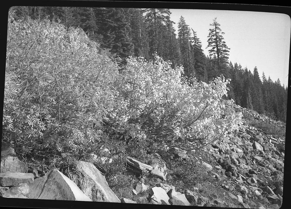 Castle Crags State Park