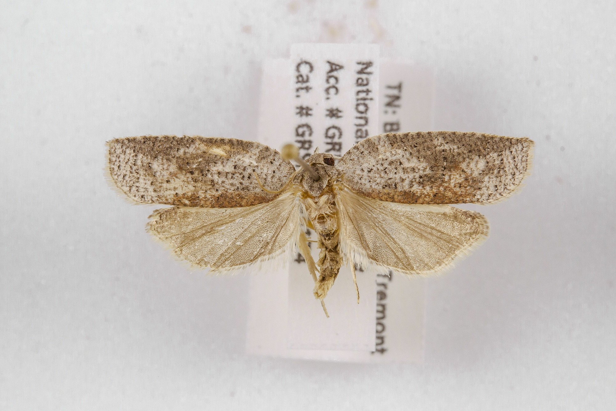 Image of Amorbia humerosana, a species of Animalia