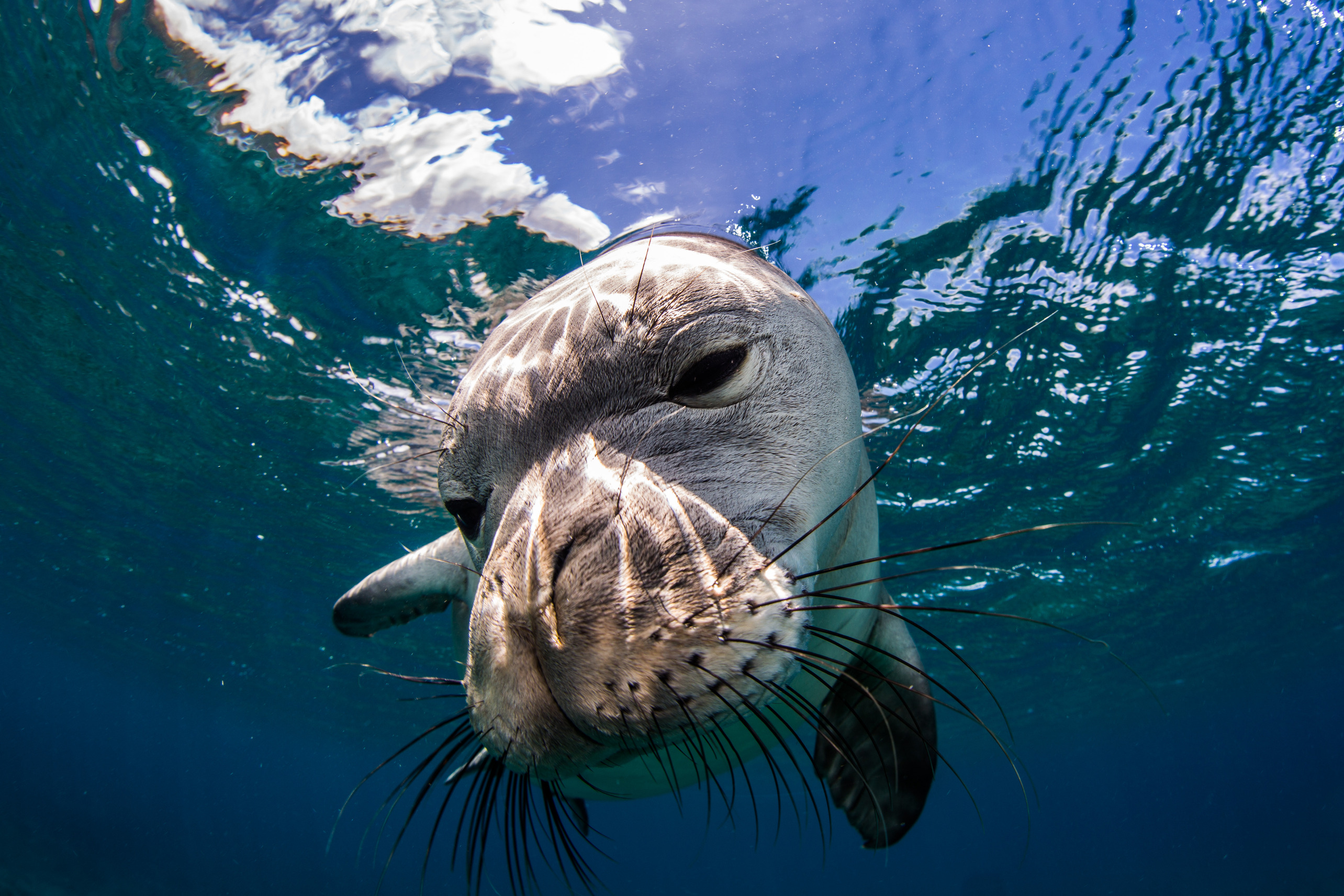 A close up of a monk seal swimming in the ocean. 