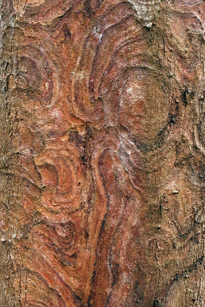 Close-up view of the bark of an inkwood tree.