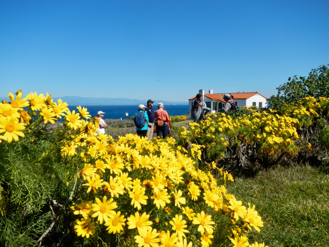 Seven visitors line up on a trail bordered by thick, yellow daisy like flowers  as they wait for a guided tour of the island. In the background is a small white building with red tile roof. The blue ocean and a misty outline of mountains can be seen in the distance.