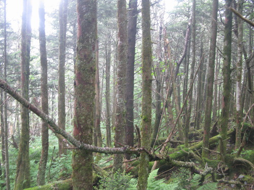 GRSM Accuracy Assessment. Plot Code: GRSM_AA_0475_5