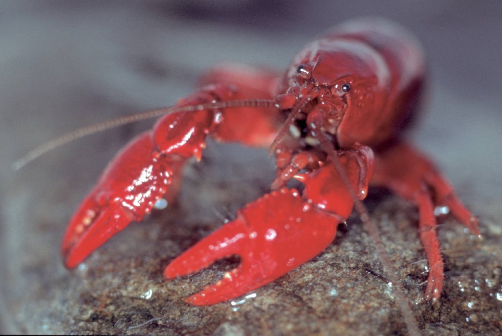 A bright red crayfish sitting on a rock in the water