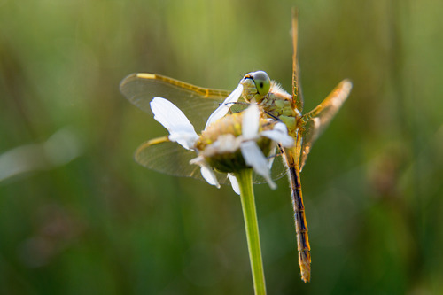 Dragonfly