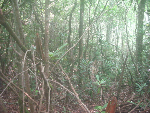 GRSM Accuracy Assessment. Plot Code: GRSM_AA_0793_6