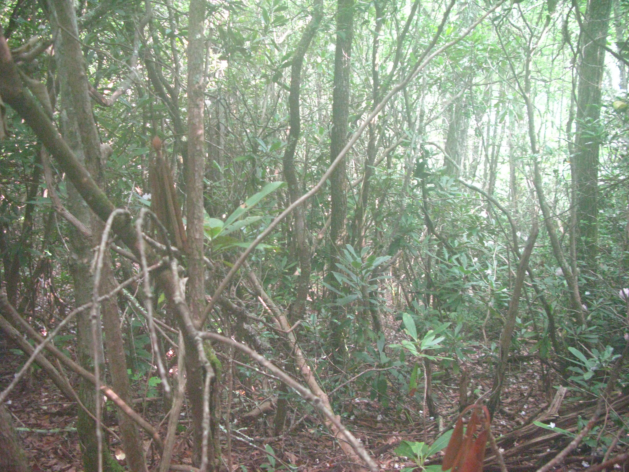 GRSM Accuracy Assessment. Plot Code: GRSM_AA_0793_6