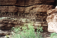 Photograph of cross-section of mudcracks, Red Canyon, Glen Canyon National Recreation Area. 