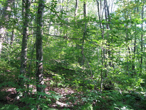 GRSM Accuracy Assessment. Plot Code: GRSM_AA_0249_4