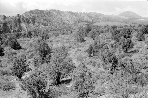 BW photo of the 1937 grazing study 35MM.