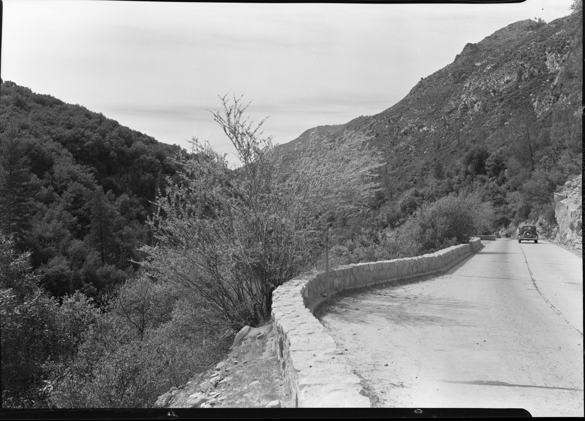 Redbud along All Year Highway below Arch Rock