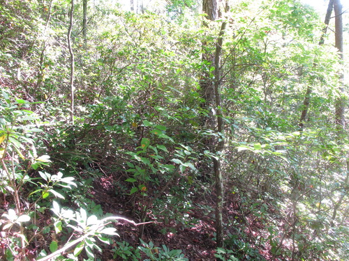 GRSM Accuracy Assessment. Plot Code: GRSM_AA_0430_3