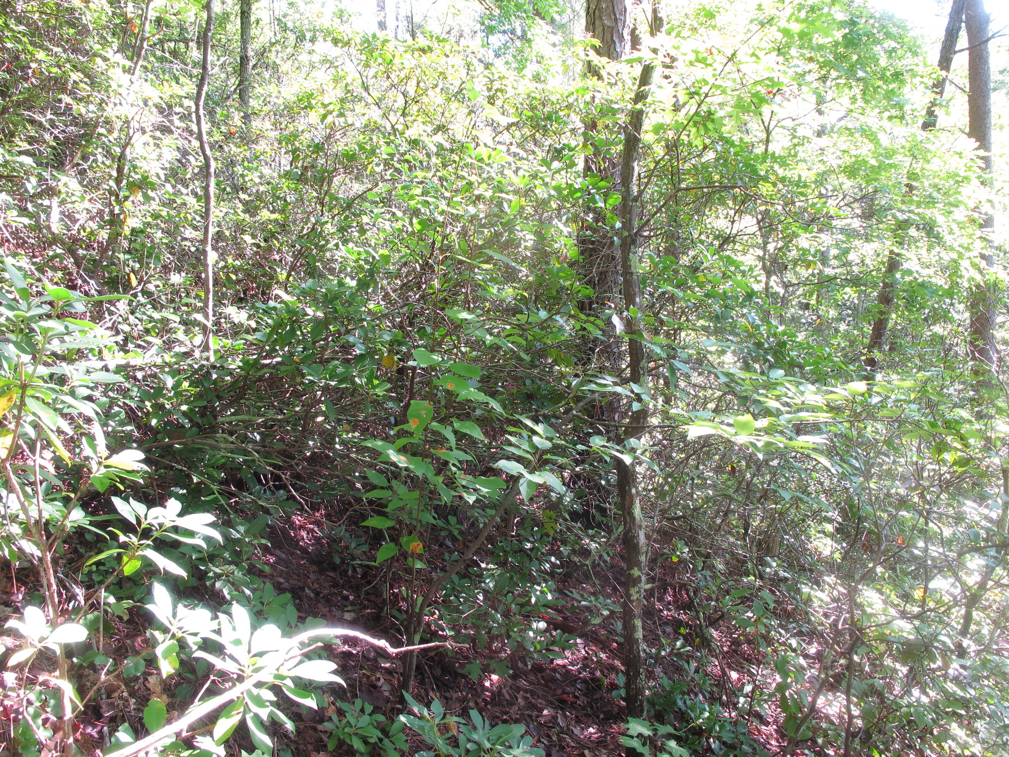 GRSM Accuracy Assessment. Plot Code: GRSM_AA_0430_3