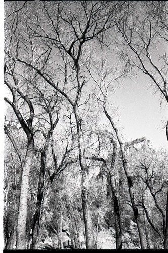 BW photos of trees.
