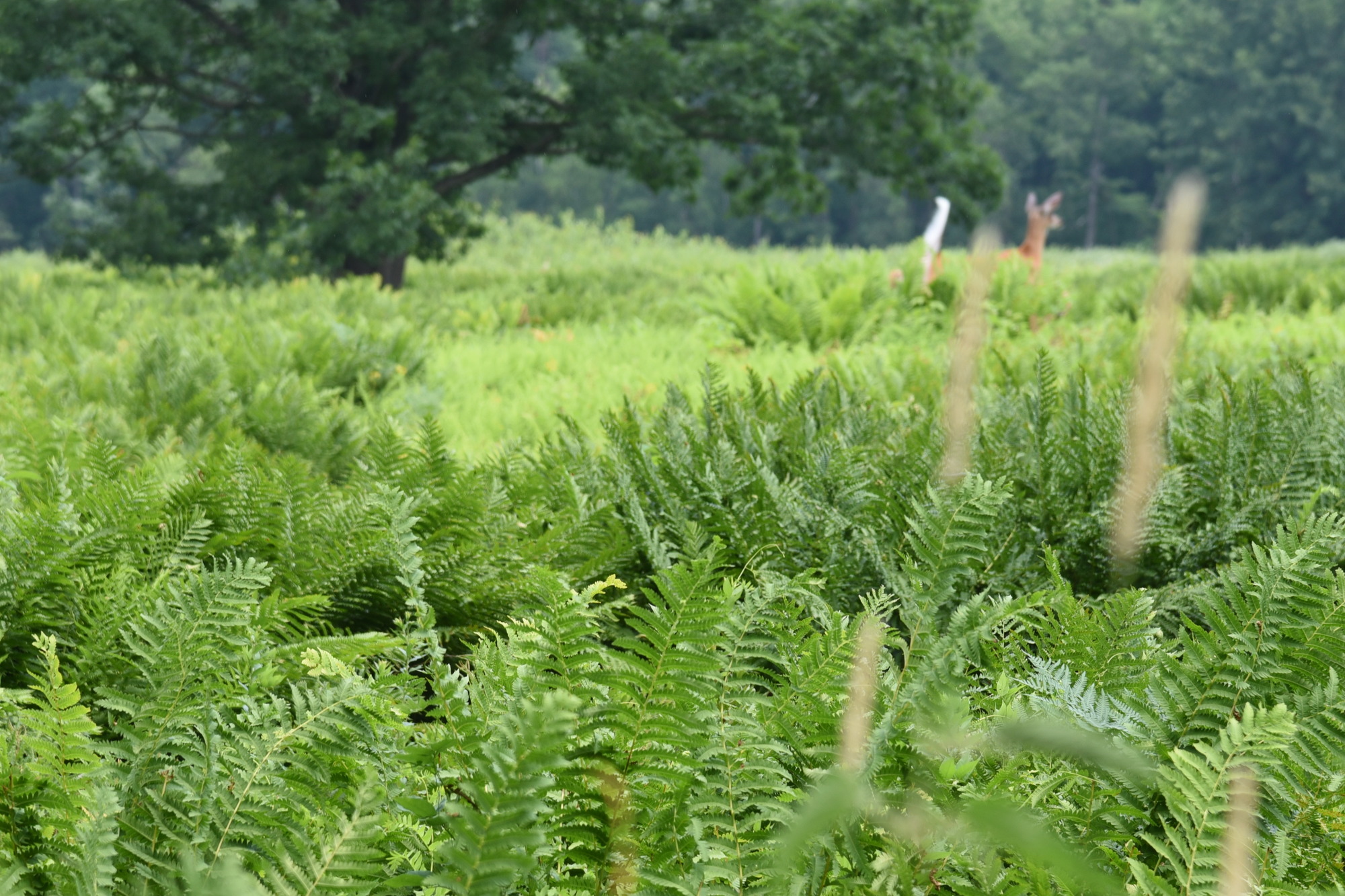 A white tailed deer running away from the camera in a field of ferns.