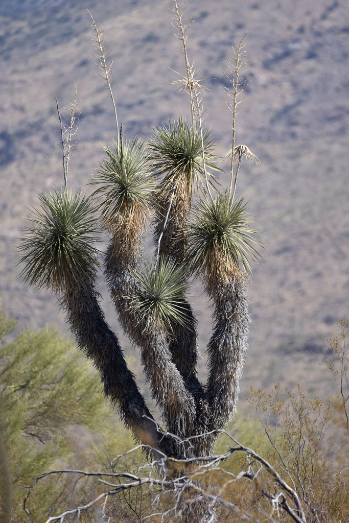 A soaptree yucca, a tree-sized plant with brown sword-shaped leaves running along the bottom trunk and yellow then green sword-shaped leaves at the top. 
