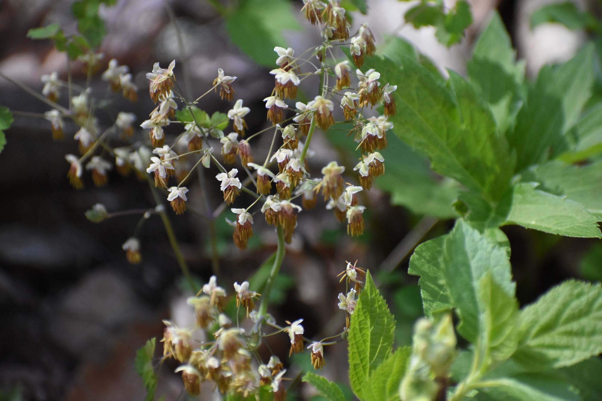 Drooping straw-like needles covered with four small white petals supported by spindly stems.