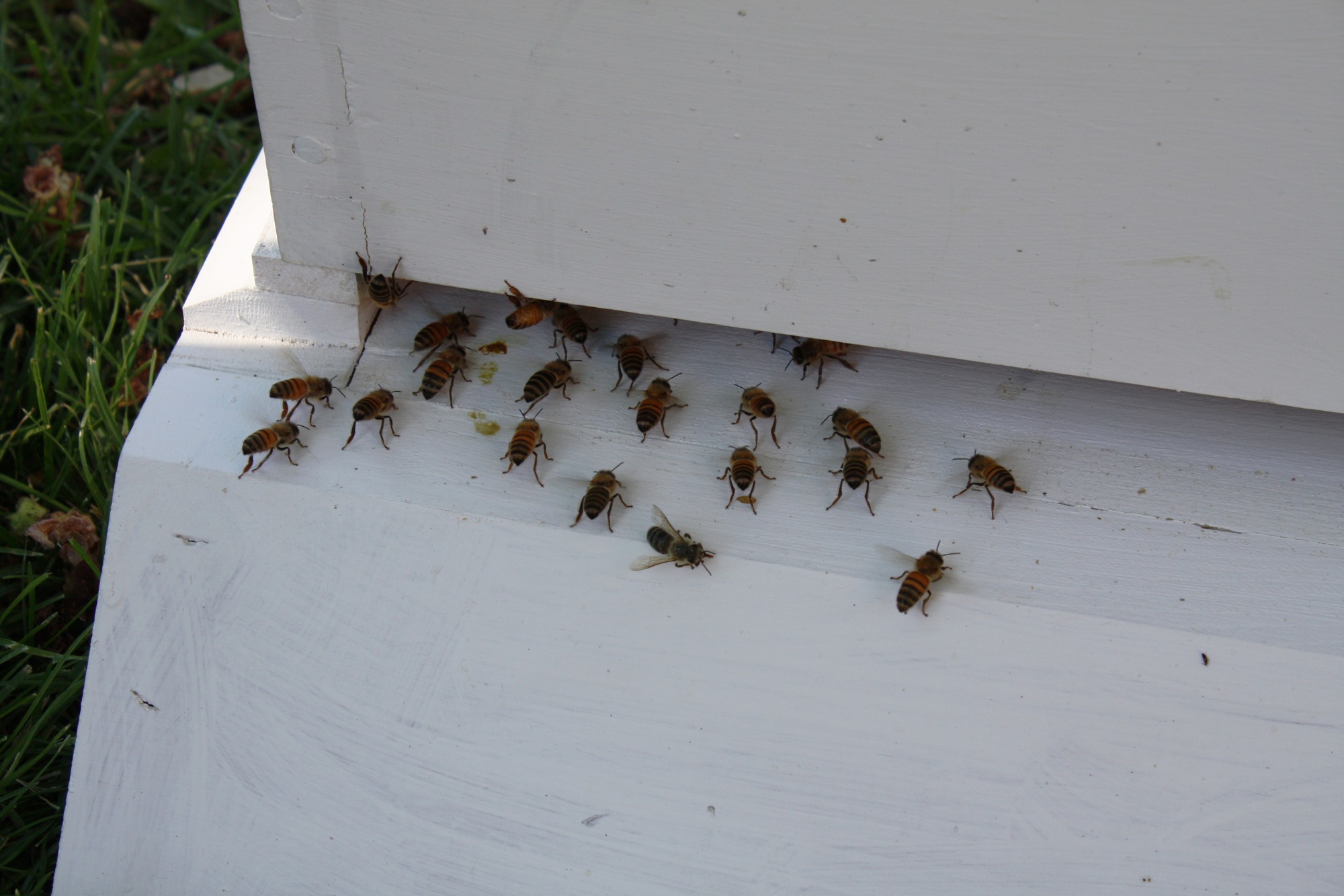 A group of honeybees on a man-made, white beehive box.