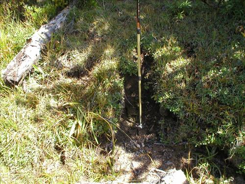 Hoof impacts and shearing at Upper Bubbs Meadow, Sequoia and Kings Canyon National Park