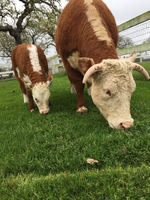 A calf grazes alongside a cow. The cow's horns have the letters 