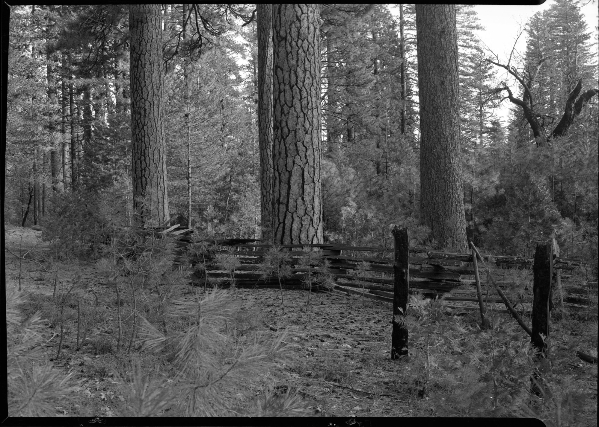Trees near west line of Cuneo property