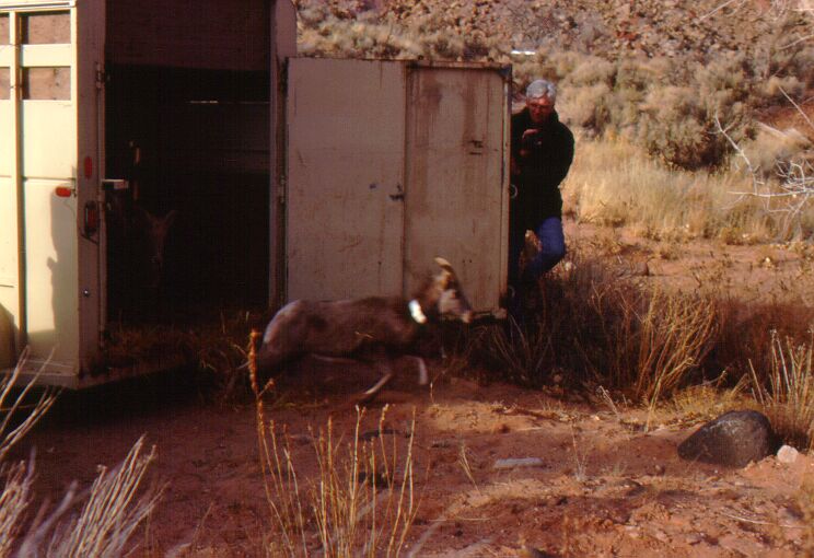 Tan, sheep with small curved horns and a metallic collar runs away from a stock trailer, with a man holding open the door. 
