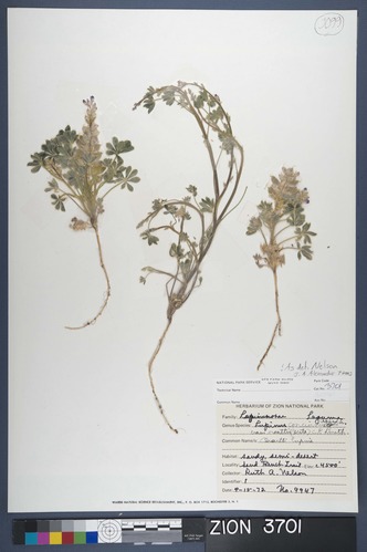 Herbarium Specimen Sheet 3701