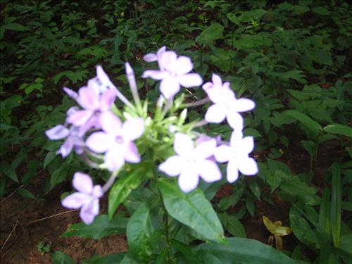 YCC crew performing work at Big South Fork NRRA, Summer of 2012.