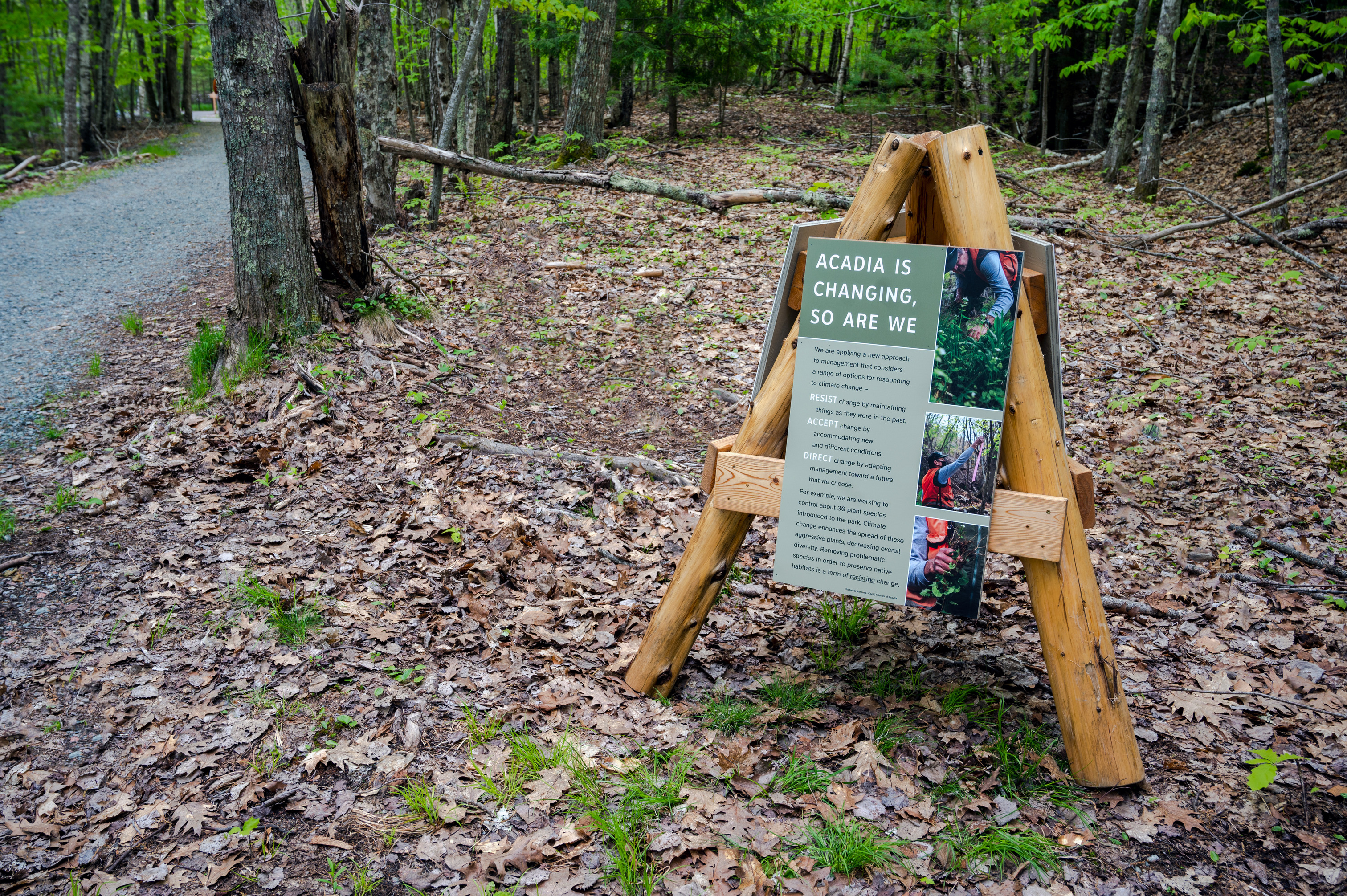 Wood structure with three legs and attached dlsplay panels is placed in dense forest next to a gravel pathway.