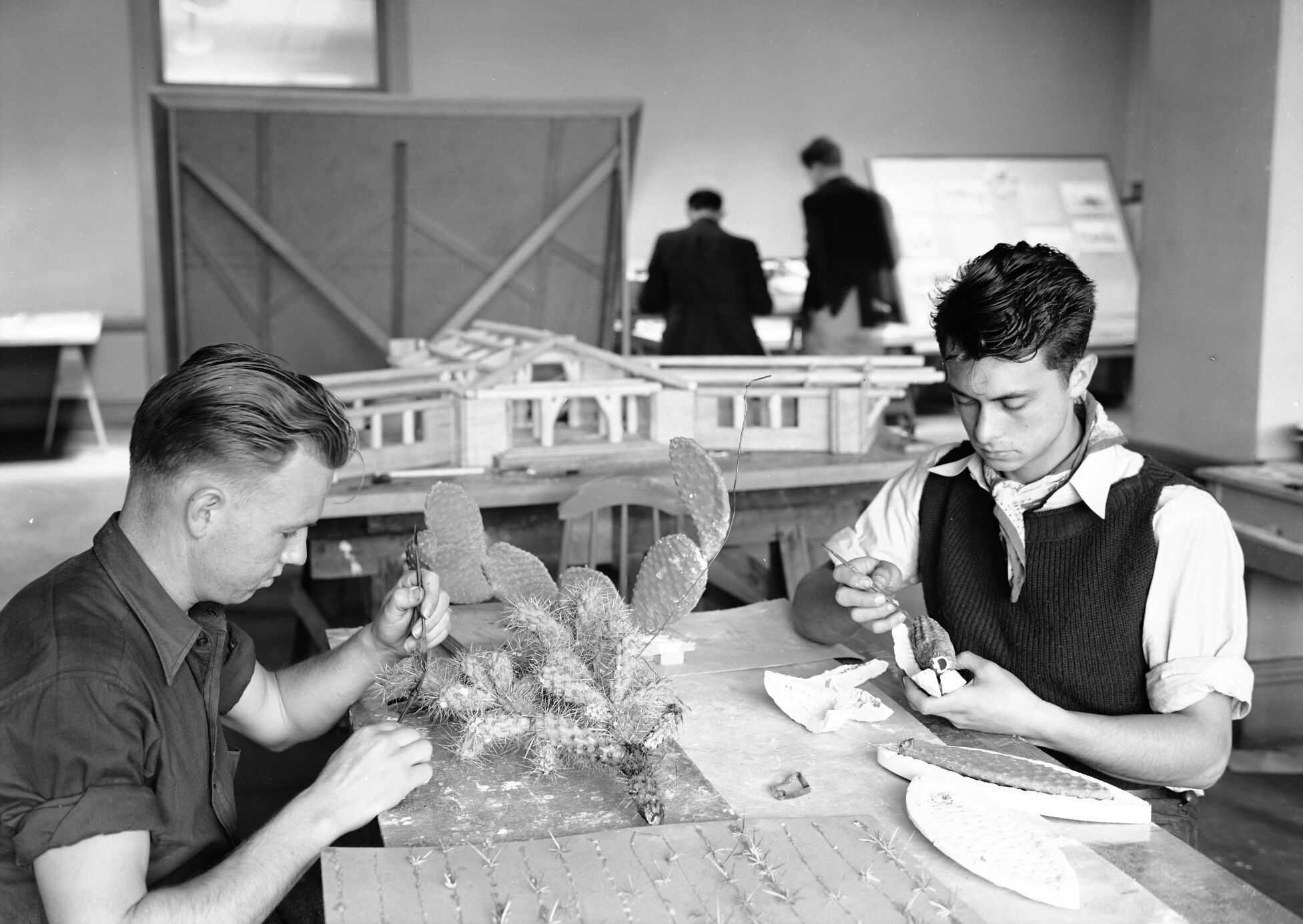 Civilian Conservation Corps (CCC) workers making cacti for Zion diorama, Western Museum Laboratory (WML) on Fulton Street, Berkeley, California.