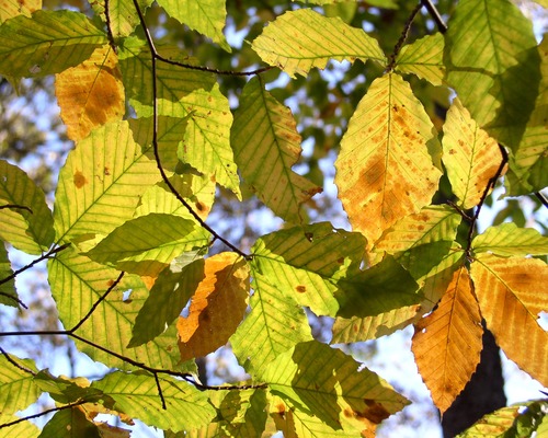 Beech tree leaves turning from green to fall colors of yellow and rusty brown
