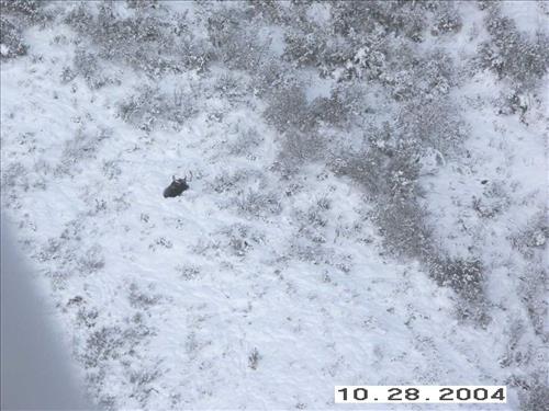 3 Gates of the Arctic National Park and Preserve Koyukuk Moose Survey 2004