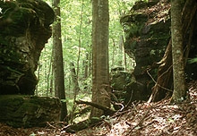 Sandstone Outcrops on First Creek Trail