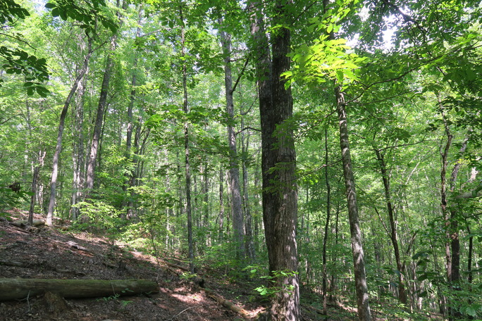 GRSM Accuracy Assessment. Plot Code: GRSM_AA_0955_6