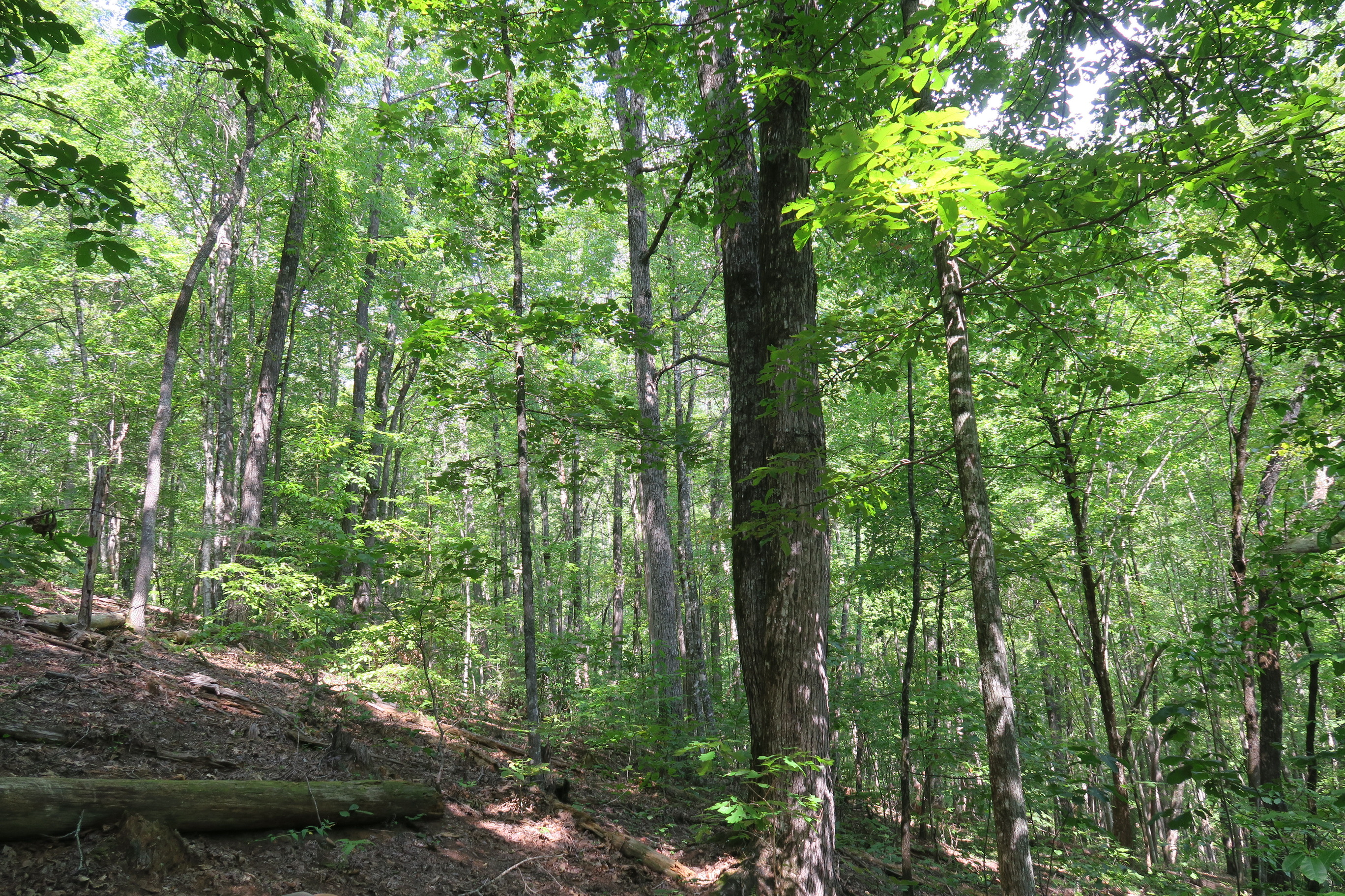 GRSM Accuracy Assessment. Plot Code: GRSM_AA_0955_6