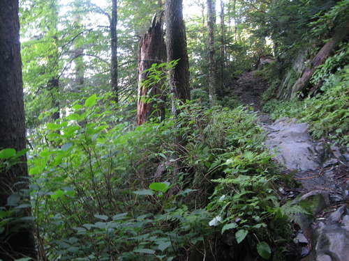 GRSM Accuracy Assessment. Plot Code: GRSM_AA_0366_2