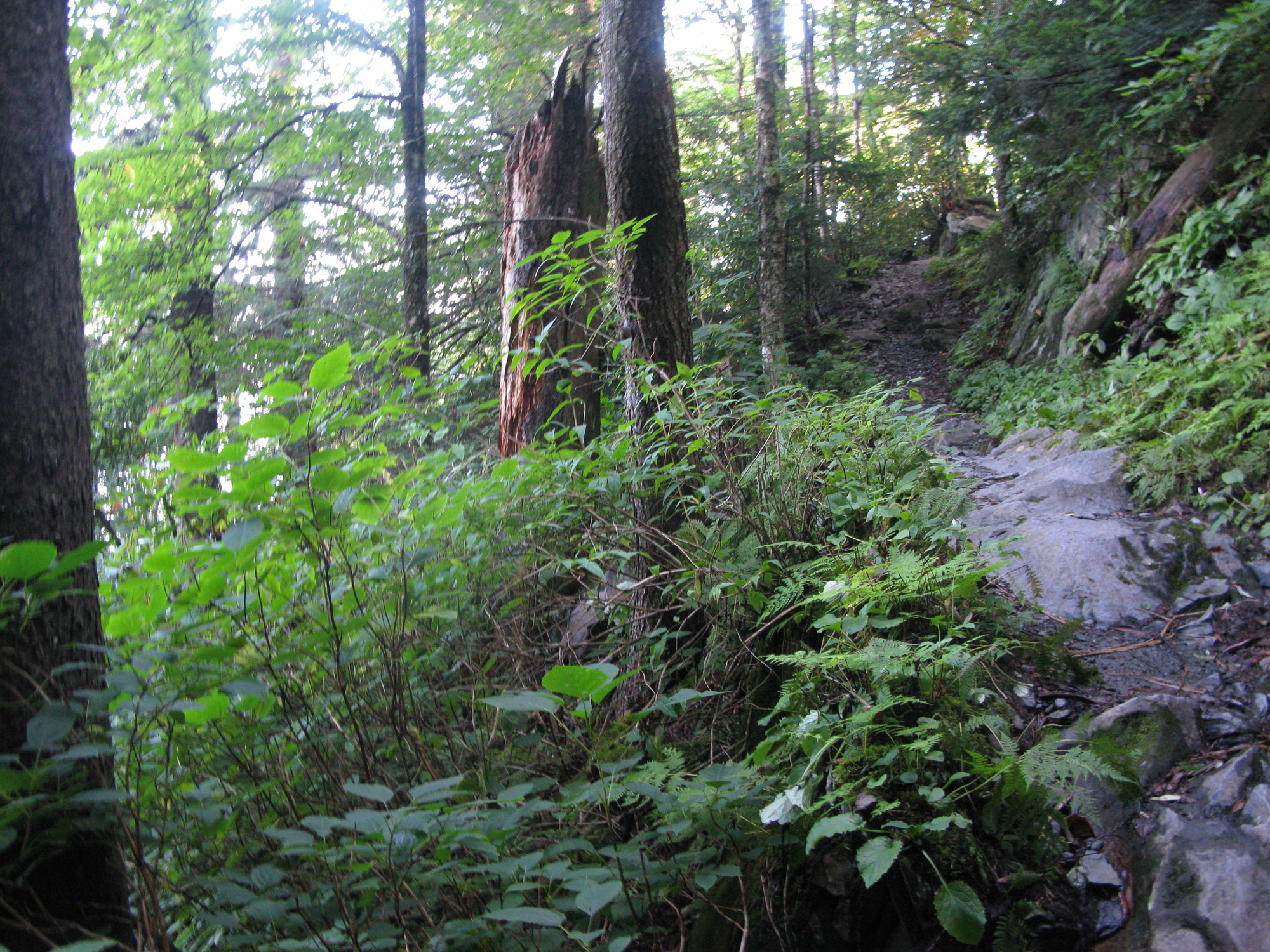 GRSM Accuracy Assessment. Plot Code: GRSM_AA_0366_2