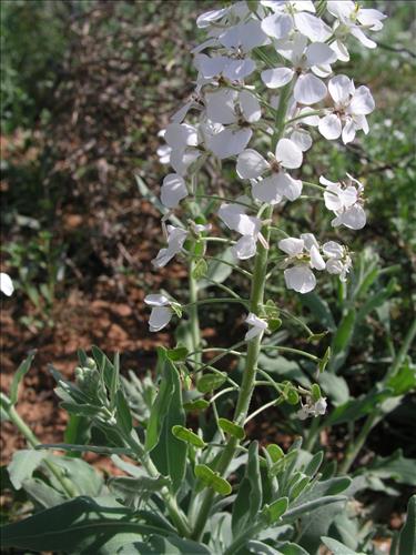 Dimorphocarpa wislizeni. Big Bend National Park, Hwy 1776. March 2004