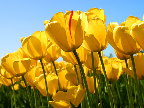 Bright yellow tulips in sunshine.