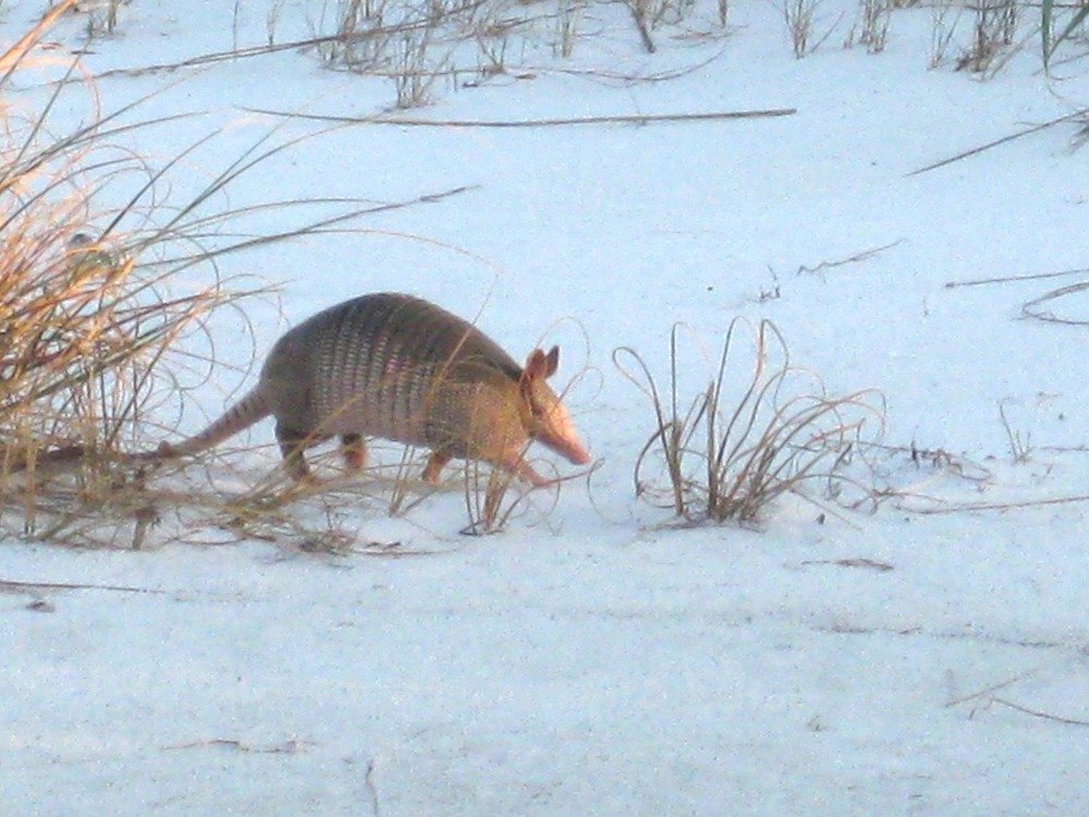 Armadillo at Fort Pickens