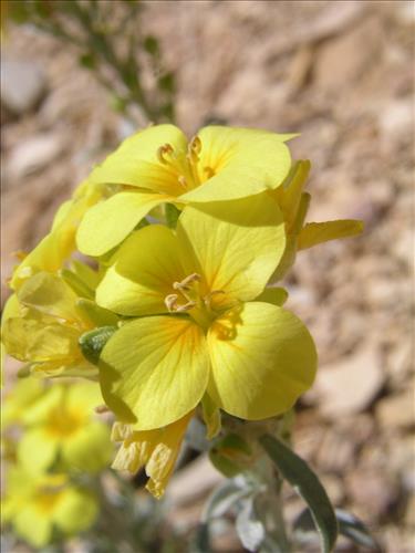 Lesquerella fendleri. Big Bend National Park, Sawmill Road. March 2004