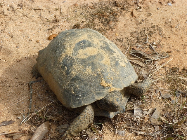 Gopher Tortoise