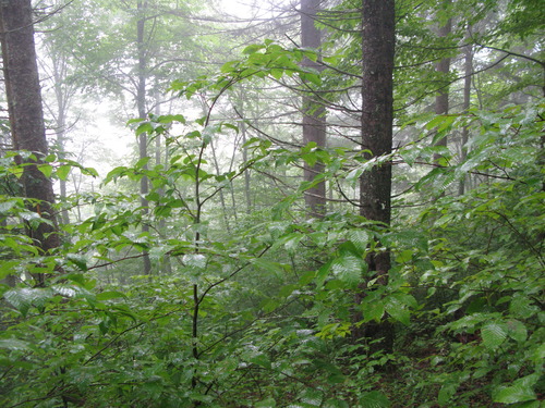 GRSM Accuracy Assessment. Plot Code: GRSM_AA_0103_5